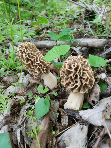 Morel Mushrooms, A Rare Dutchess County Delicacy New Pine Plains Herald